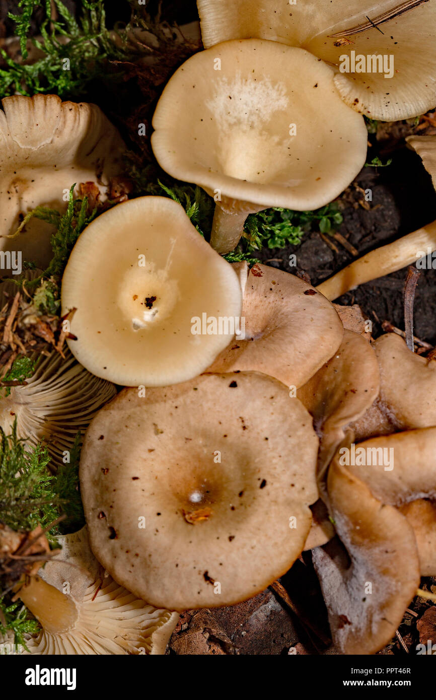 chicken run funnel, (Clitocybe phaeophthalma) Stock Photo