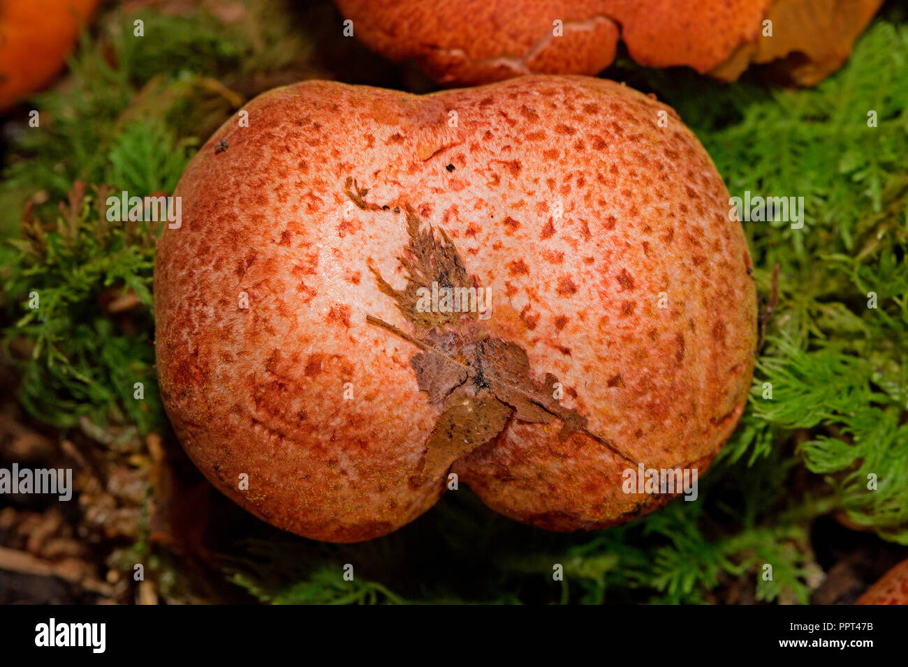 red-dappled webcap, (Cortinarius bolaris) Stock Photo