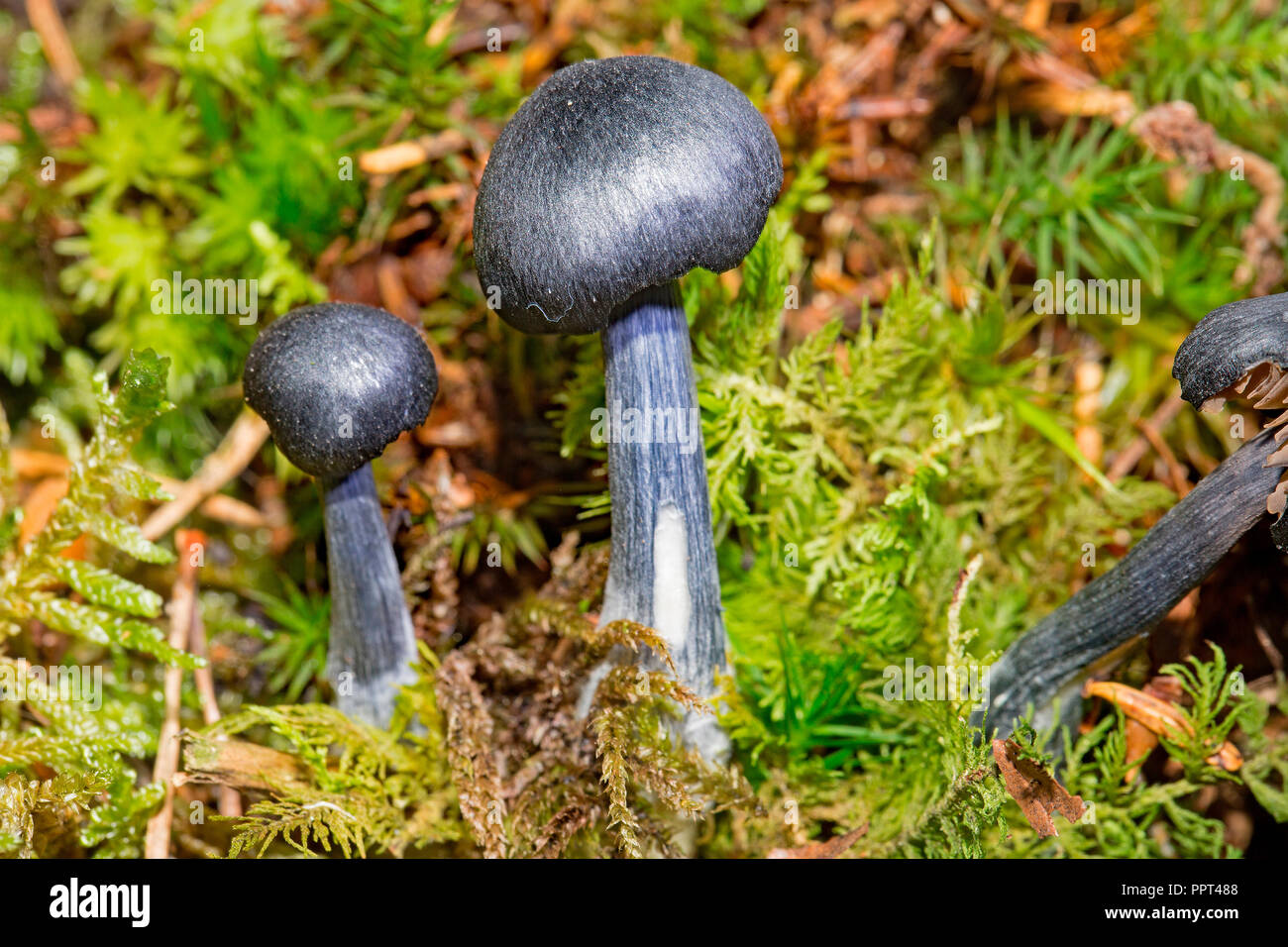 Pine Pinkgill mushroom, (Entoloma nitidum) Stock Photo