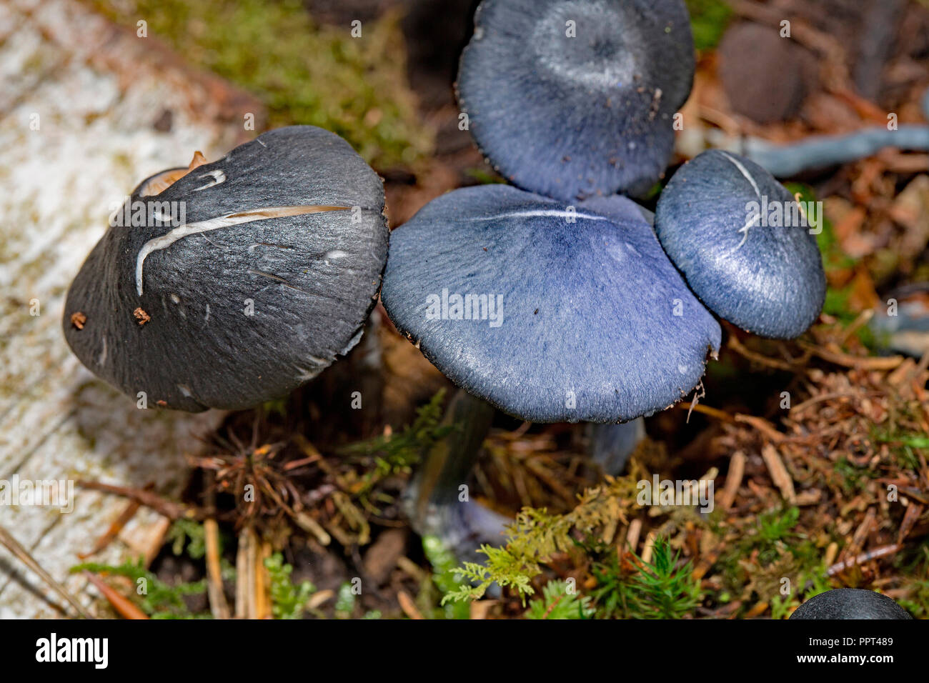 Pine Pinkgill mushroom, (Entoloma nitidum) Stock Photo