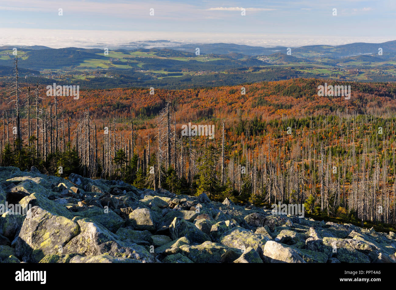 Summit of the Lusen, october, Lusen, Bavarian Forest National Park, Germany Stock Photo