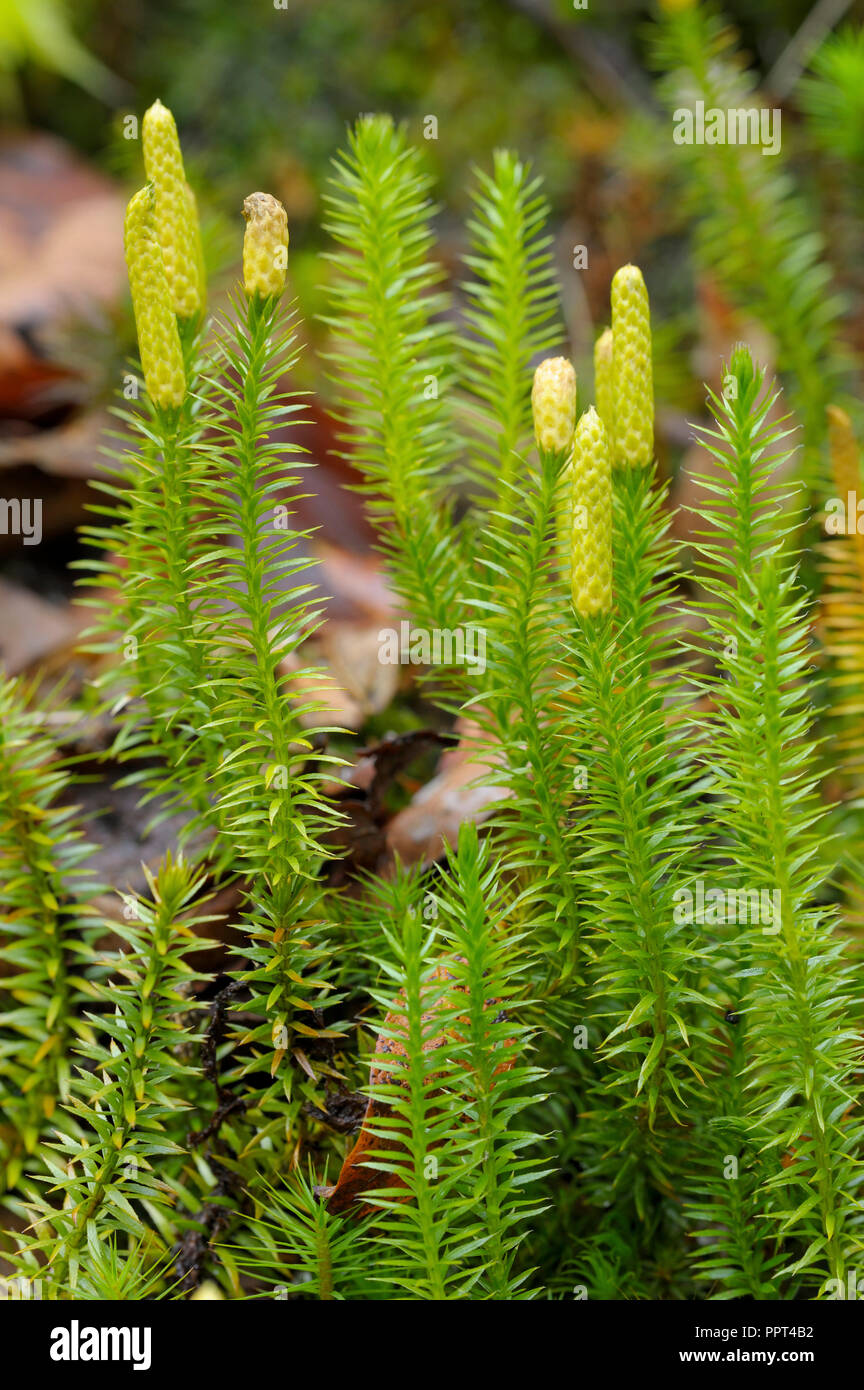 Interrupted clubmoss, october, Bavarian Forest National Park, Germany, (Lycopodium annotinum) Stock Photo