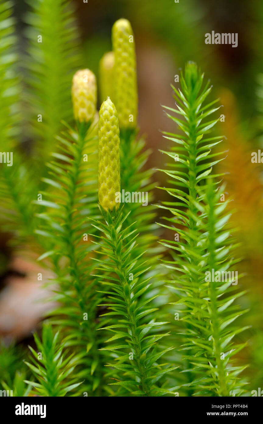 Interrupted clubmoss, october, Bavarian Forest National Park, Germany, (Lycopodium annotinum) Stock Photo