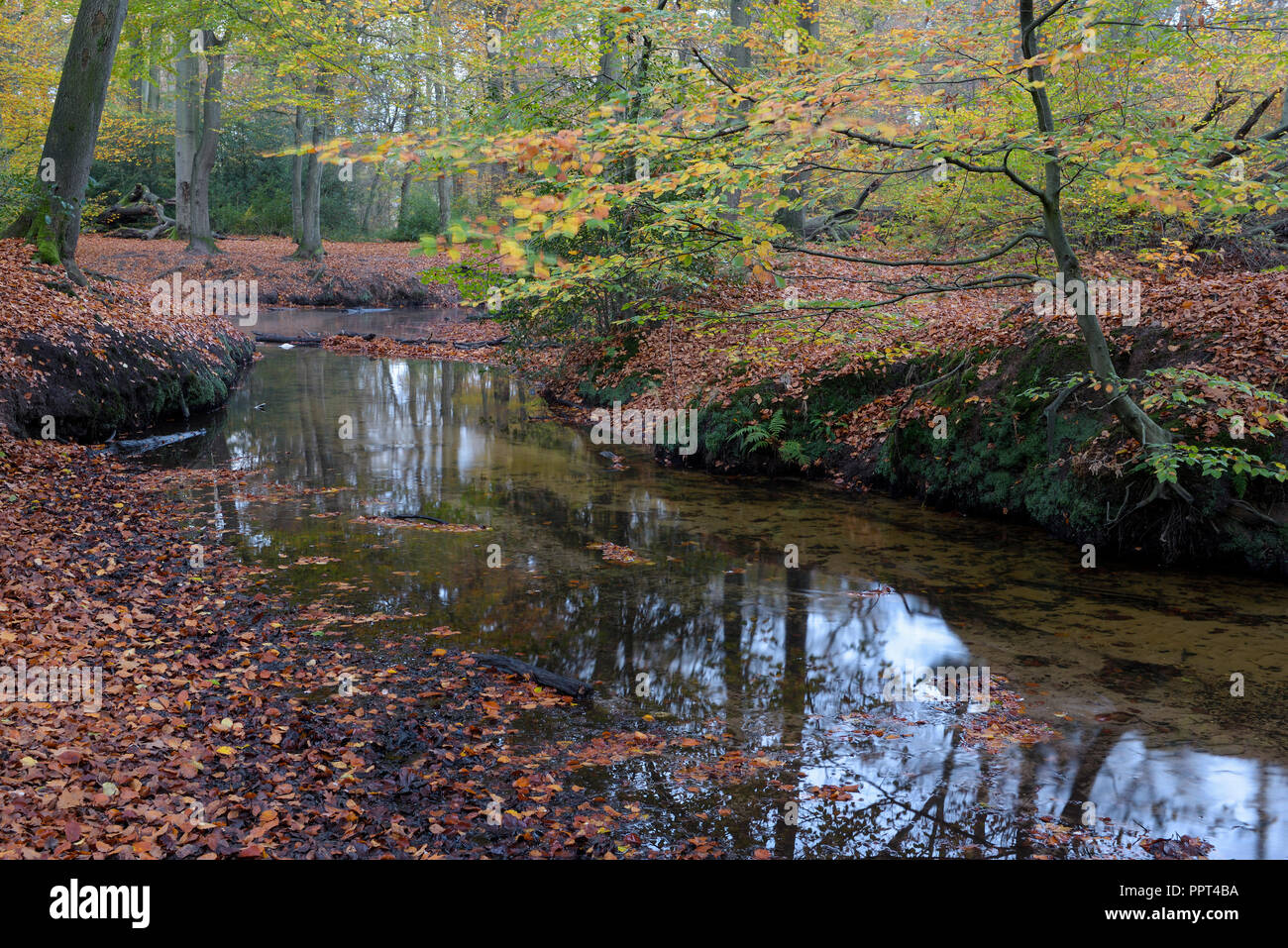 Rotbach, creek in beech forest, november, Oberhausen, Germany Stock Photo