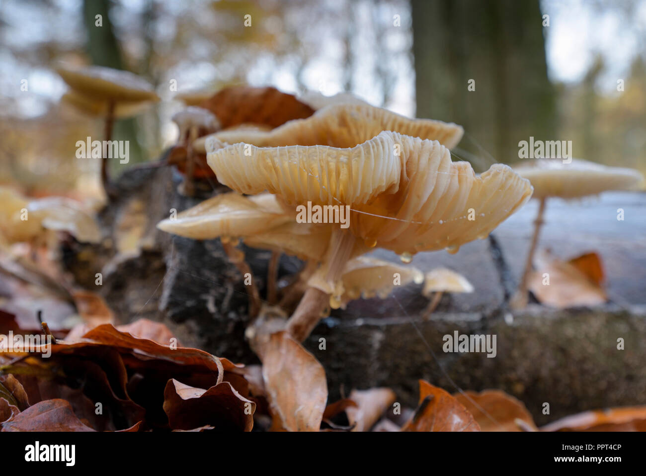 Porcelain fungus, november, Germany, (Oudemansiella mucida) Stock Photo