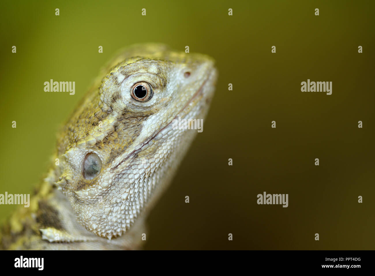 Stellion, (Stellio stellio Stock Photo - Alamy