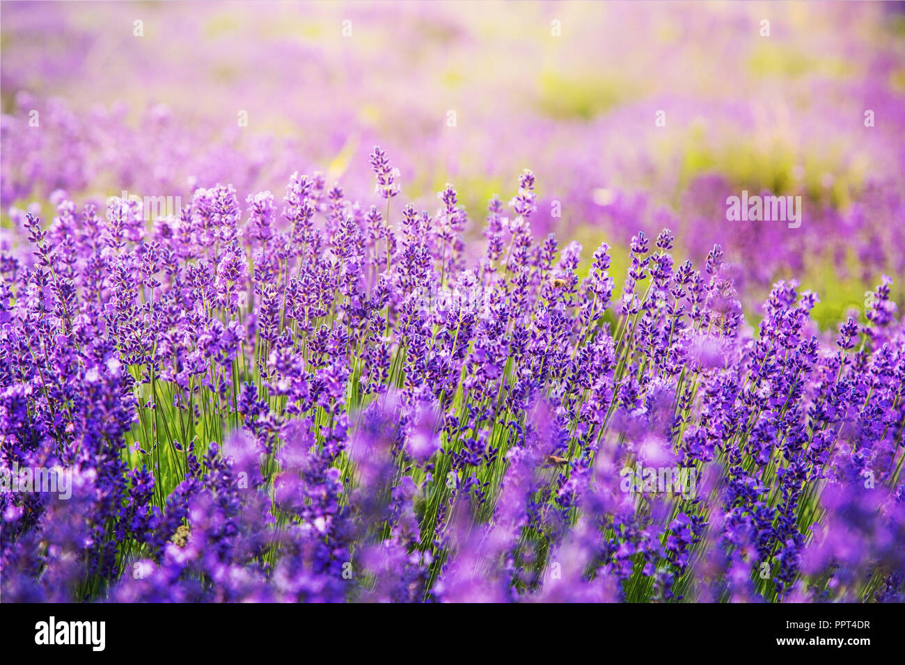 Beautiful blooming lavender field in sunshine Stock Photo