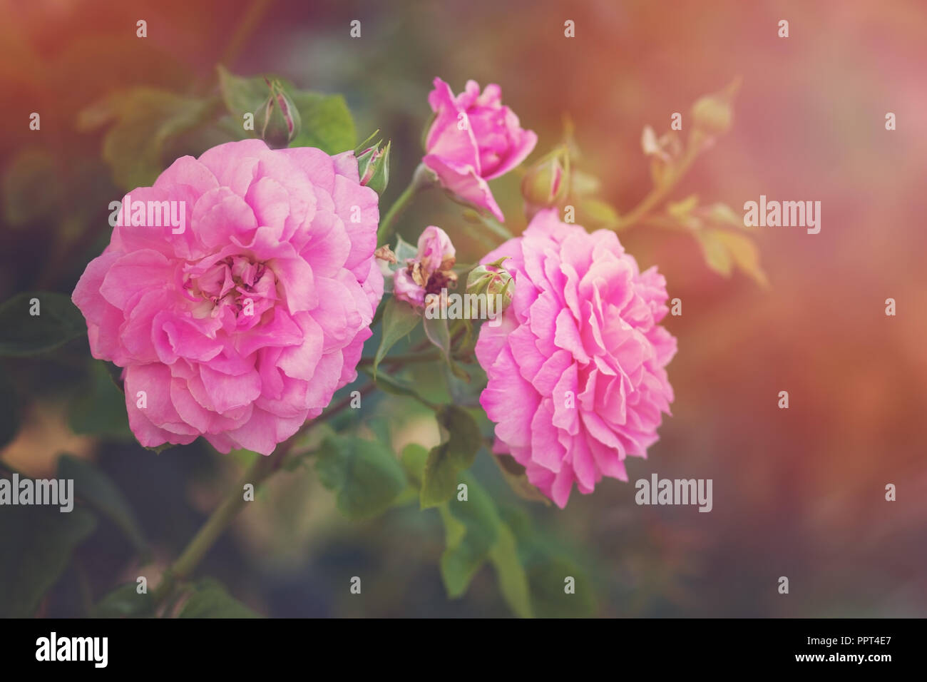 Beautiful red roses and buds growing on rose bush Stock Photo - Alamy