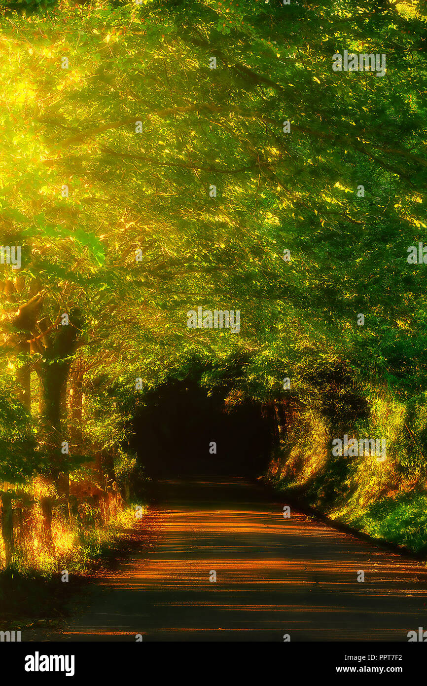 beautiful road in the forest Stock Photo - Alamy