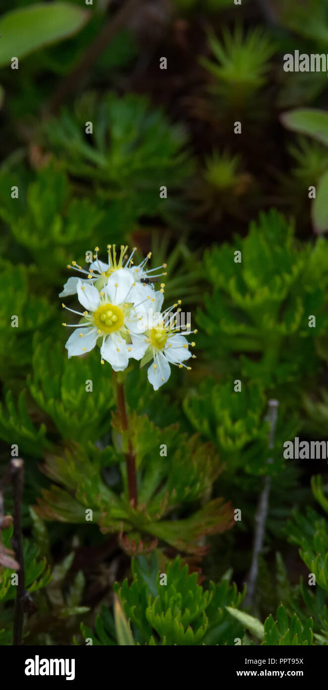 An Alaskan Daisy's flower is half yellow stemen and half white petals Stock Photo