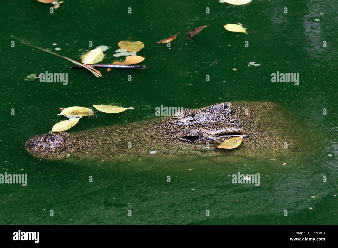 Siamese crocodile (Crocodylus siamensis) in green swamp Stock Photo