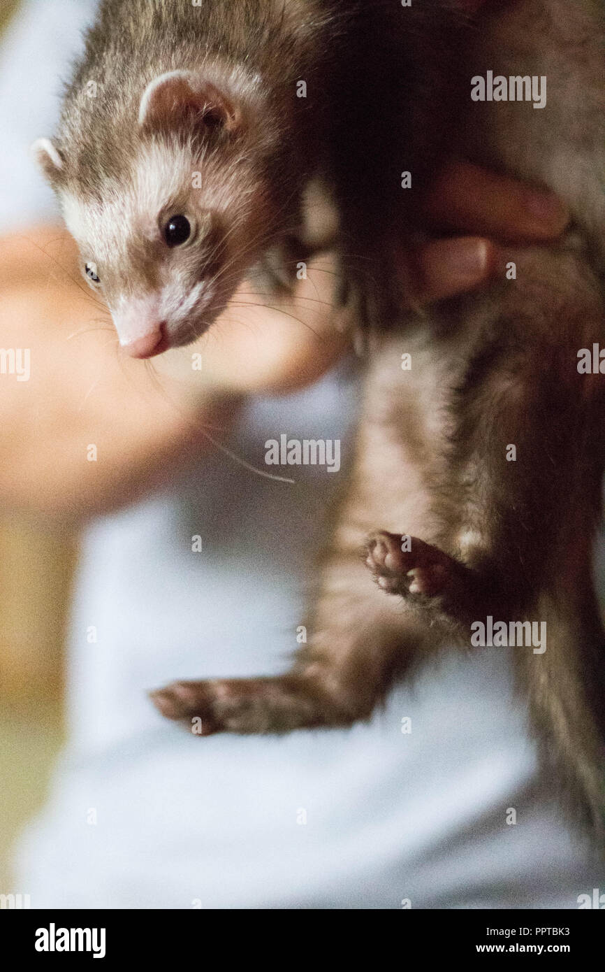 A sable ferret is carried about by his owner. Stock Photo