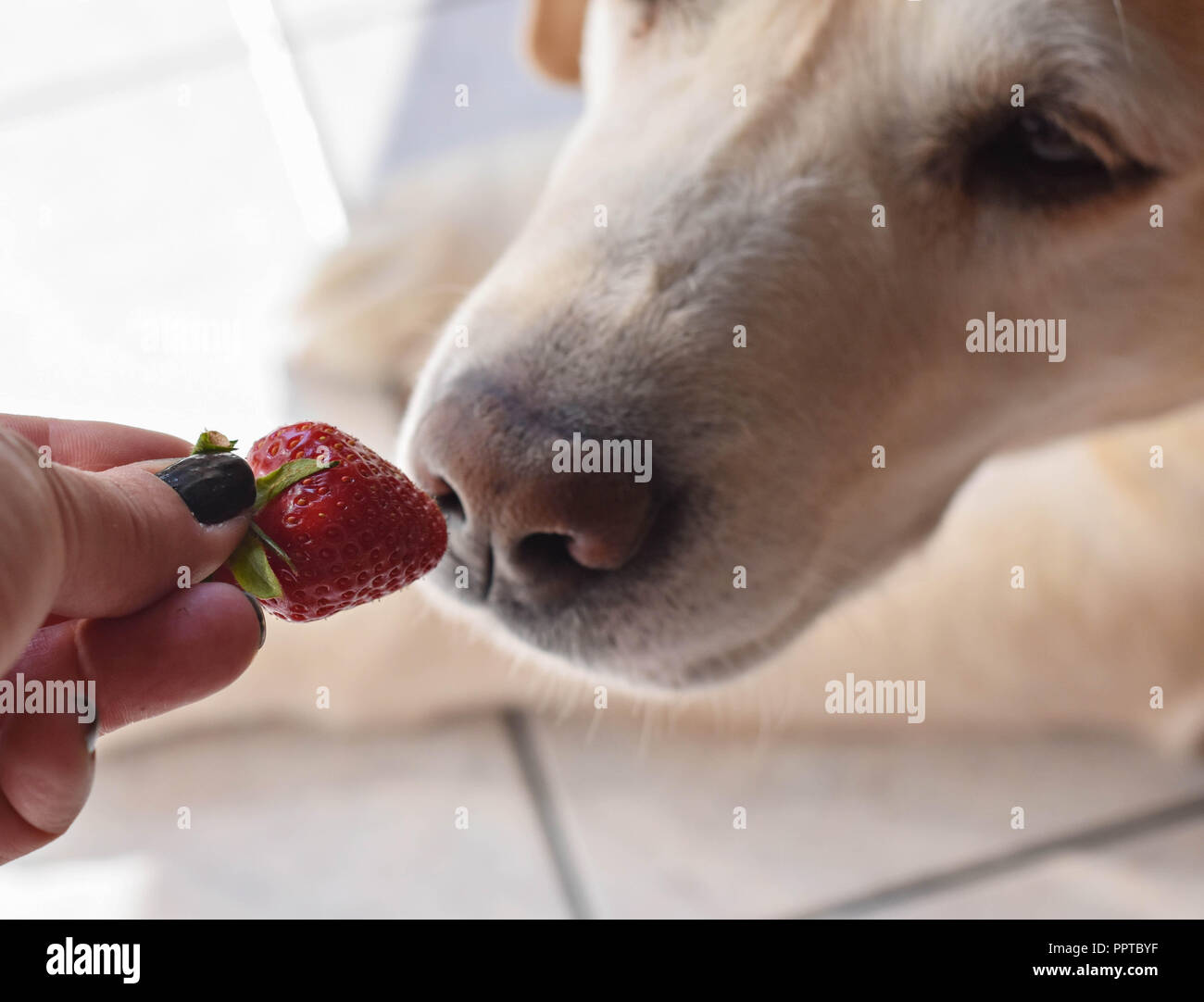 White Labrador retriever dog eating a strawberry fruit from owners hand