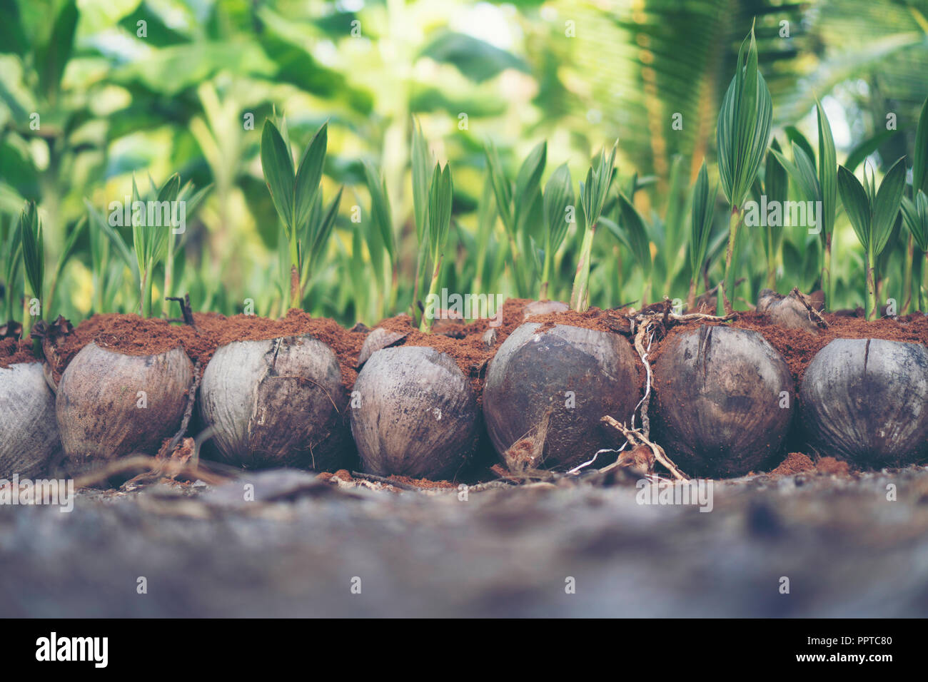 Sprout of coconut tree, Young coconut seed germination green leave Stock Photo