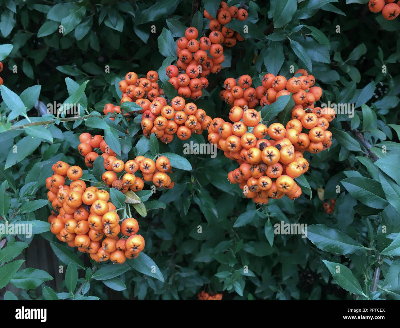 Rowan tree and berries ( Sorbus americana), West Texas Stock Photo