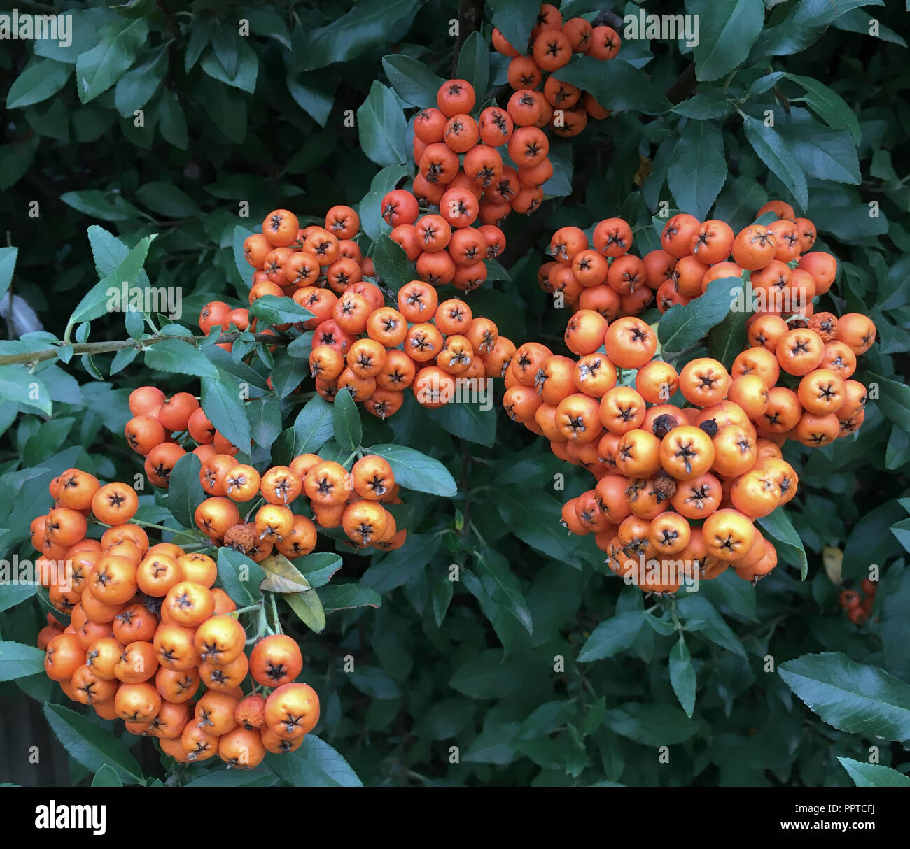 Rowan tree and berries ( Sorbus americana), West Texas Stock Photo