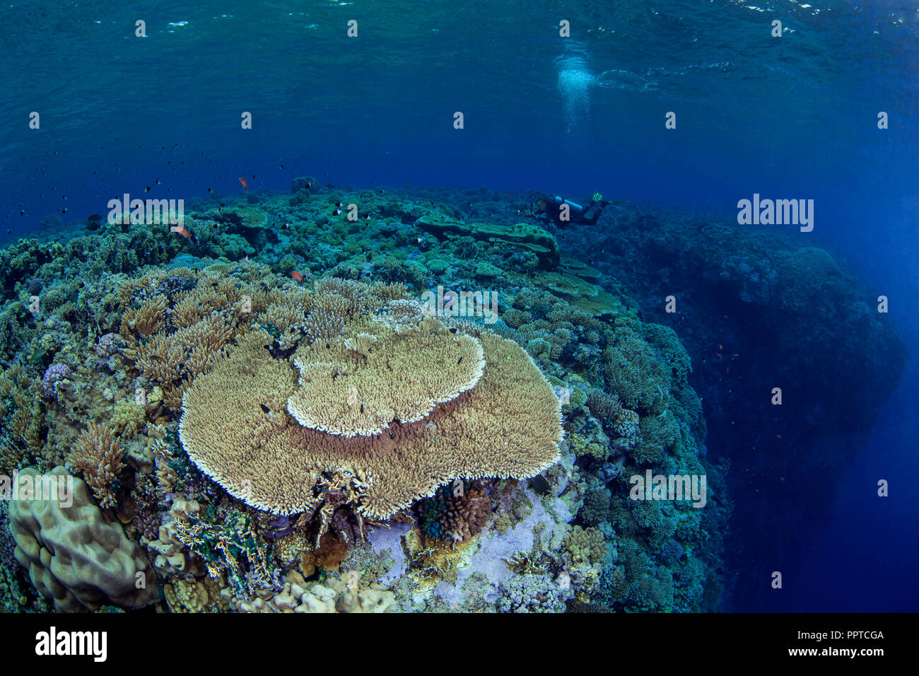 Female scuba diver swims over top of pinnacle in the Red Sea to photograph large table coral in the Fury Shoals area. Stock Photo