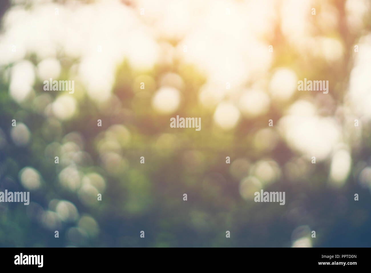 Abstract Blurry Background Of Green Leaf Nature Scene