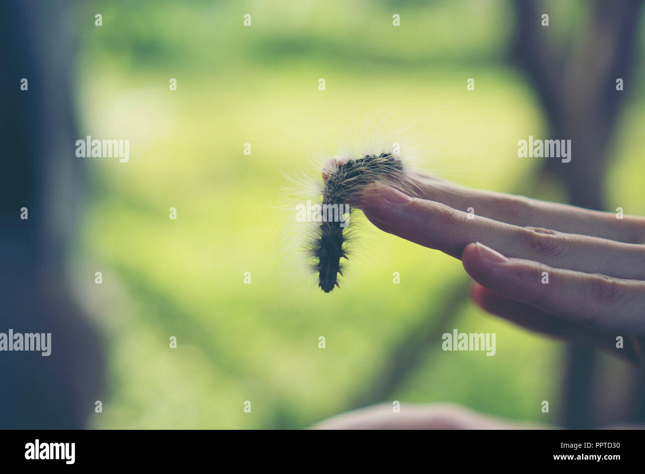 Caterpillar crawling on human hand Stock Photo - Alamy