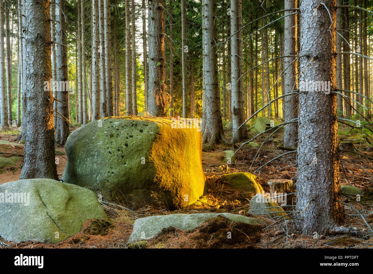 Spruce forest with large boulders in the evening light, near Wernigerode, Harz, Saxony-Anhalt, Germany Stock Photo