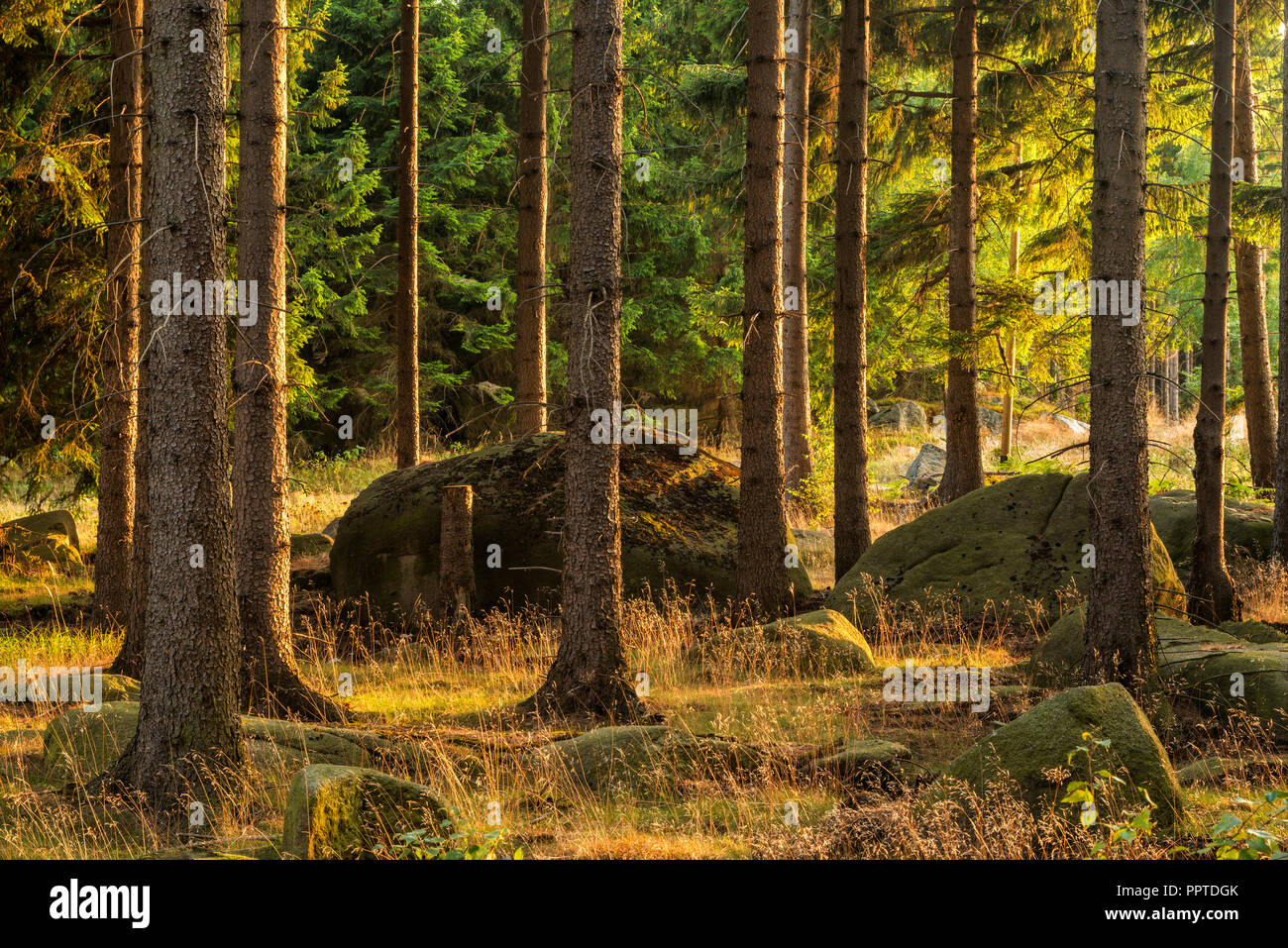 Spruce forest with rocks in the evening light, near Wernigerode, Harz, Saxony-Anhalt, Germany Stock Photo