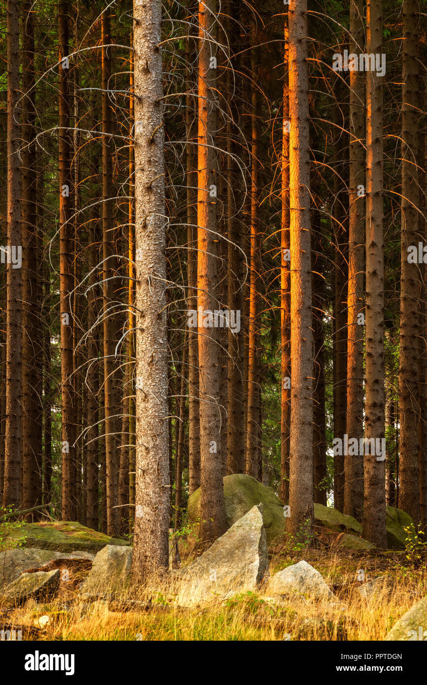 Spruce forest with rocks in the last light of the evening sun, near Wernigerode, Harz, Saxony-Anhalt, Germany Stock Photo