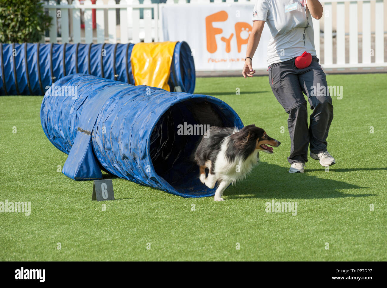 Dog agility course hi-res stock photography and images - Alamy