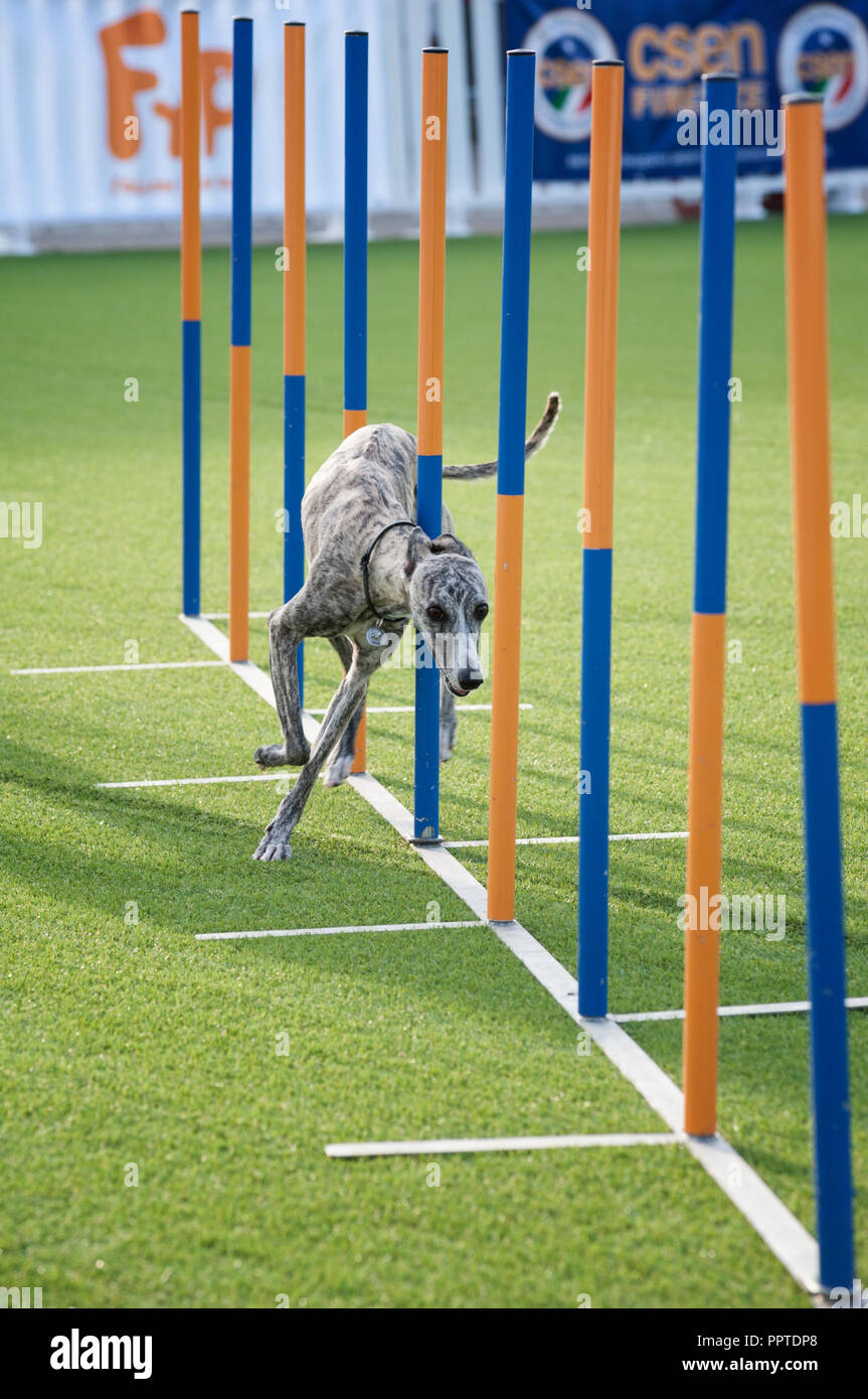 Florence, Italy - 2018, September 22: Dog Agility poles slalom during a competition, at “Follow Your Pet” 2018 expo. Stock Photo