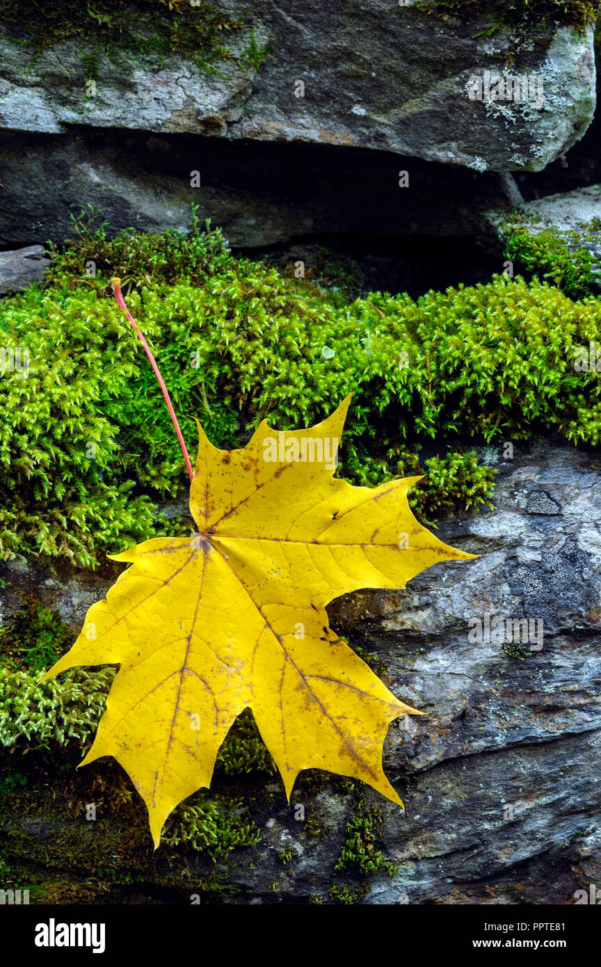 Stone Maple Leaf High Resolution Stock Photography and Images - Alamy