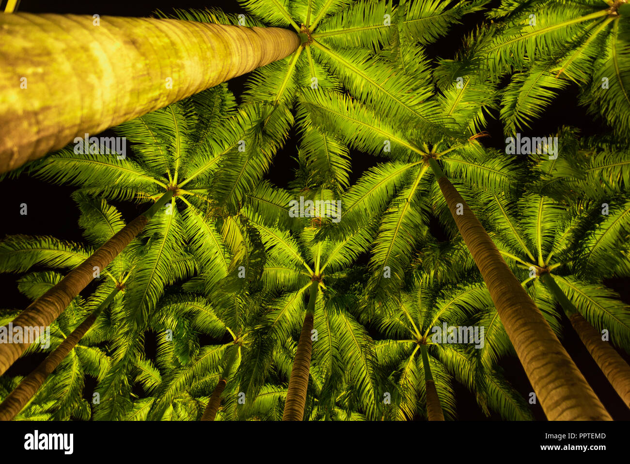 Singapore Coconut Tree High Resolution Stock Photography and Images Alamy