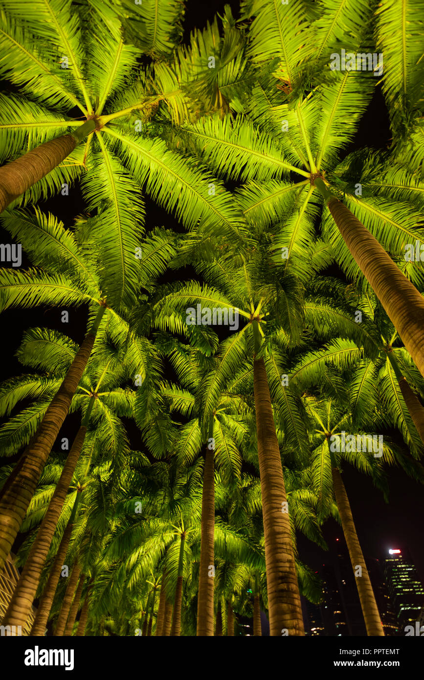 Singapore Coconut Tree High Resolution Stock Photography and Images Alamy