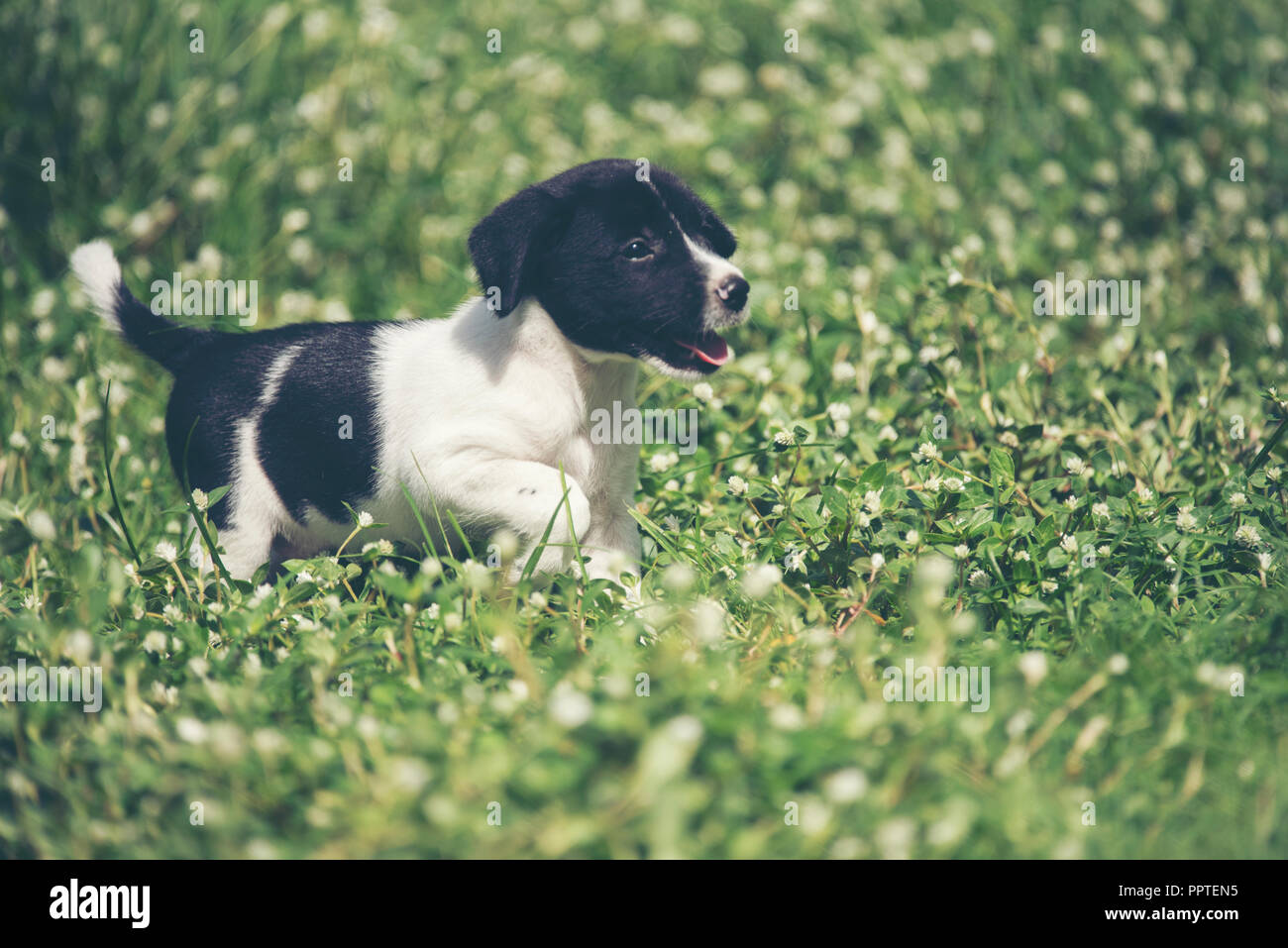 Happy beagle dog having fun on then green grass Stock Photo - Alamy