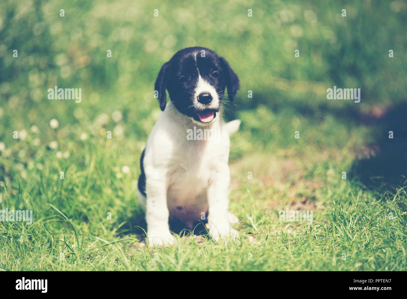 purebred beagle puppy is learning the world in first time Stock Photo -  Alamy