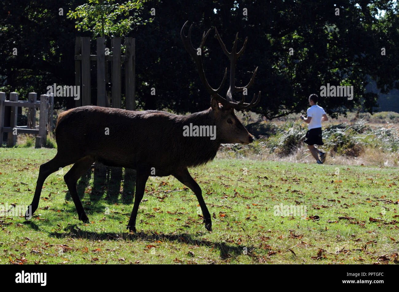 London, UK. 27th Sep 2018. UK Weather: Hot day in Richmond Park at the end of September. Credit: JOHNNY ARMSTEAD/Alamy Live News Stock Photo
