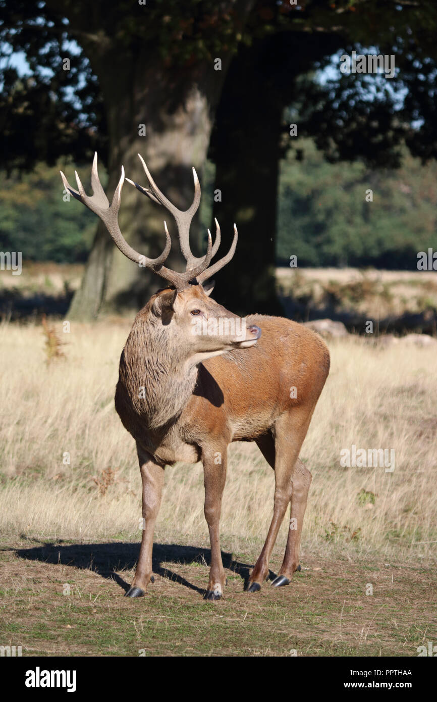 Bushy Park London England UK. 27th September 2018. The rutting season has started in Bushy Park south west London, with the red deer stags guarding their herd. Credit: Julia Gavin/Alamy Live News Stock Photo