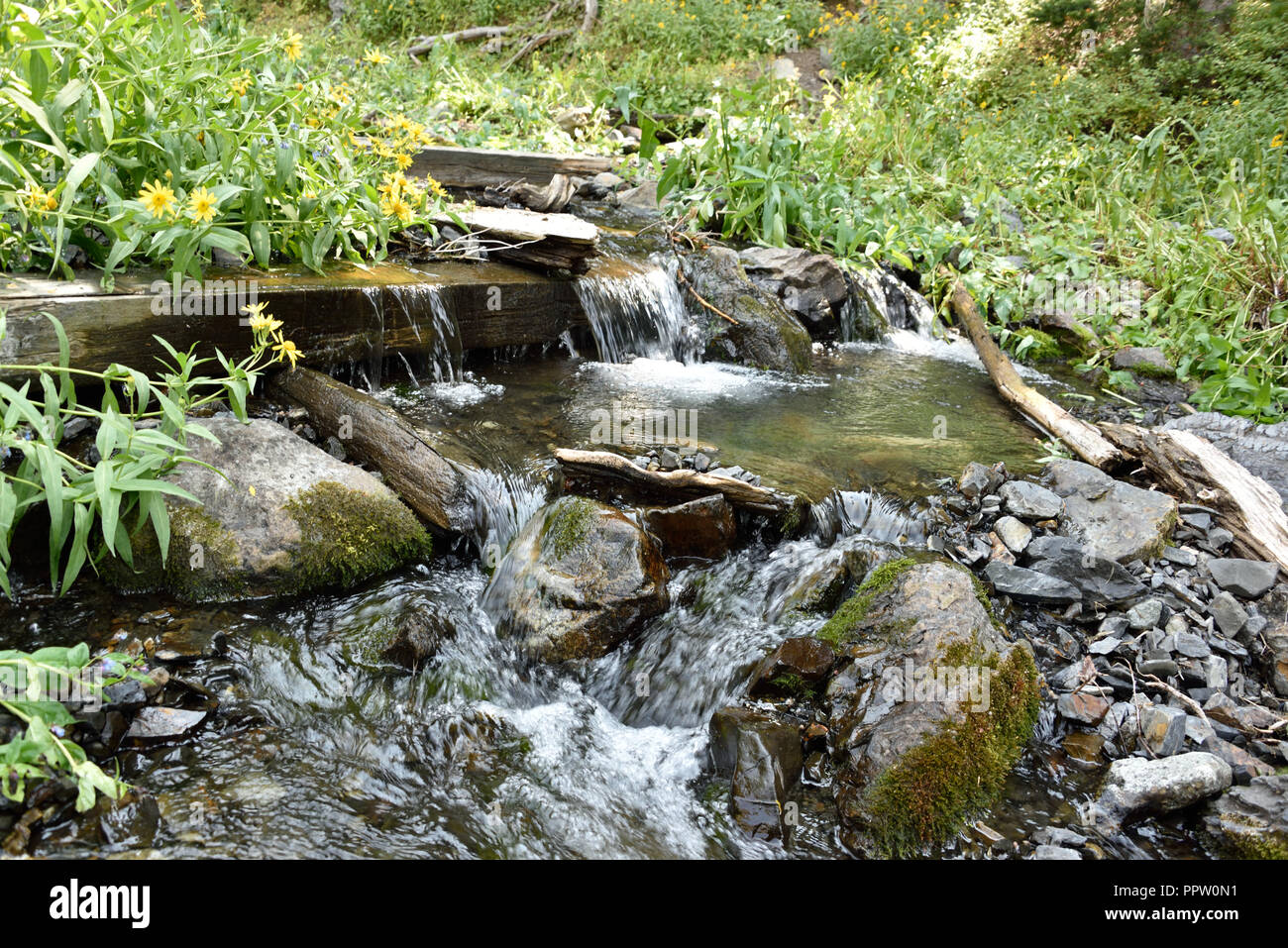 Mountain water stream with yellow wildflowers in Idaho Mountains Stock Photo