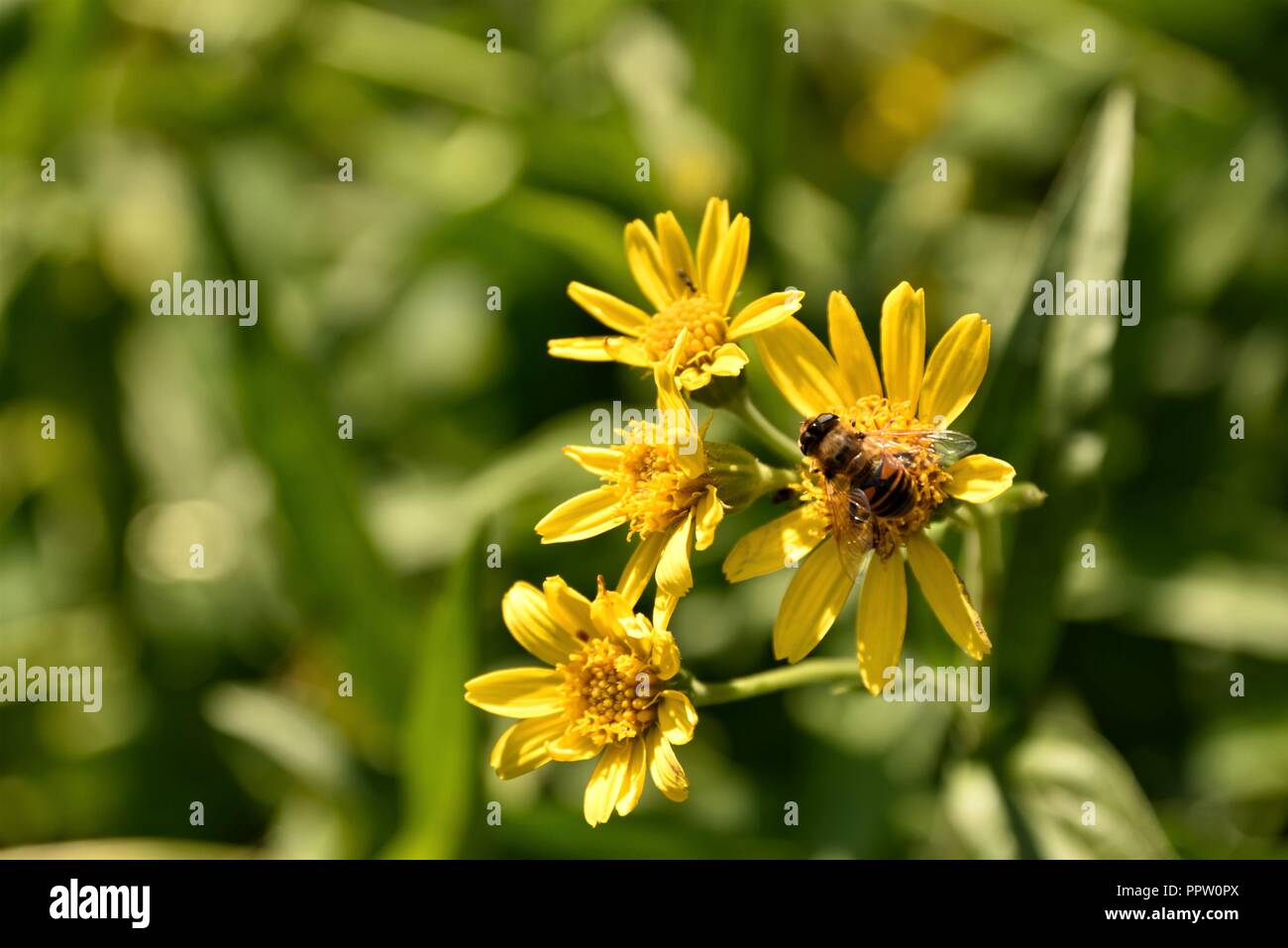 Yellow wildflower with bee and butterfly Stock Photo Alamy