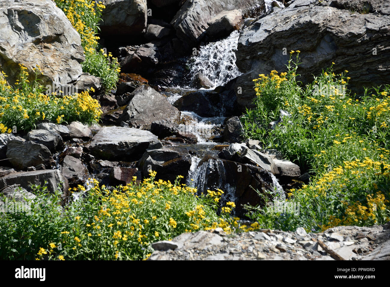 Mountain water stream with yellow wildflowers in Idaho Mountains Stock Photo