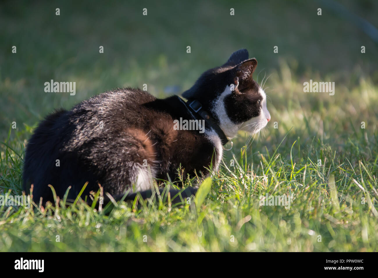 Black and white cat lying on grass in a garden, face viewed from a side Stock Photo