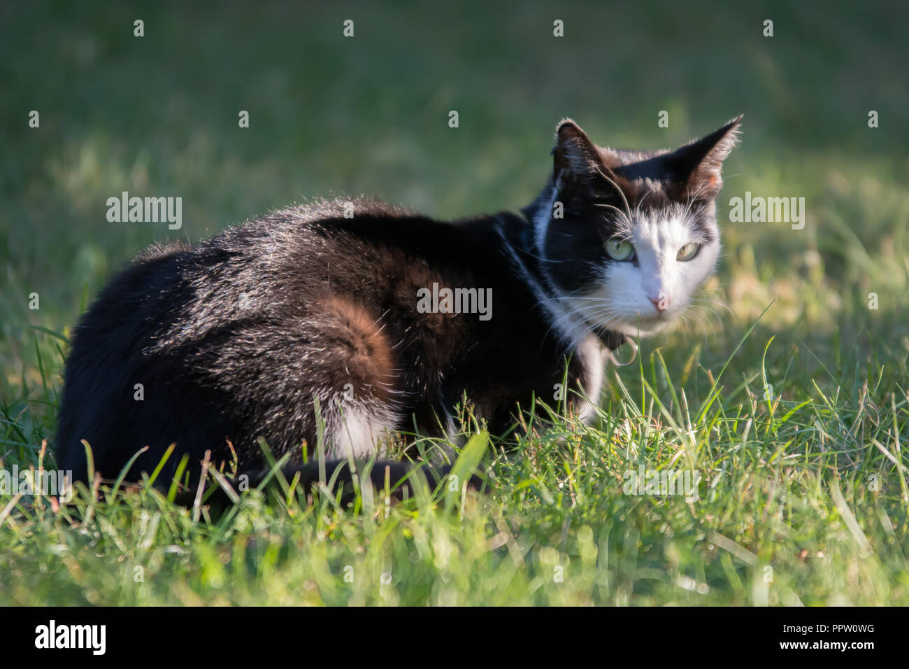 Black cat lying on grass hi-res stock photography and images - Alamy