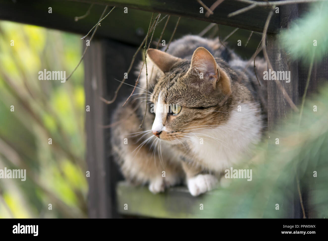 Beige white and black cat sitting on a trellis and looking at something Stock Photo