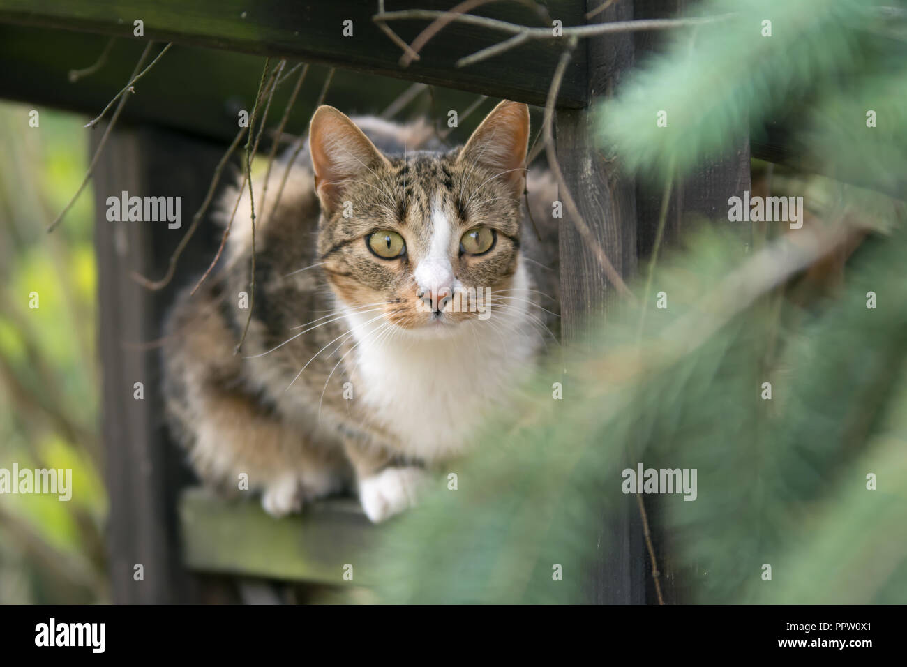 Beige white and black cat sitting on a trellis and watching something, alert Stock Photo