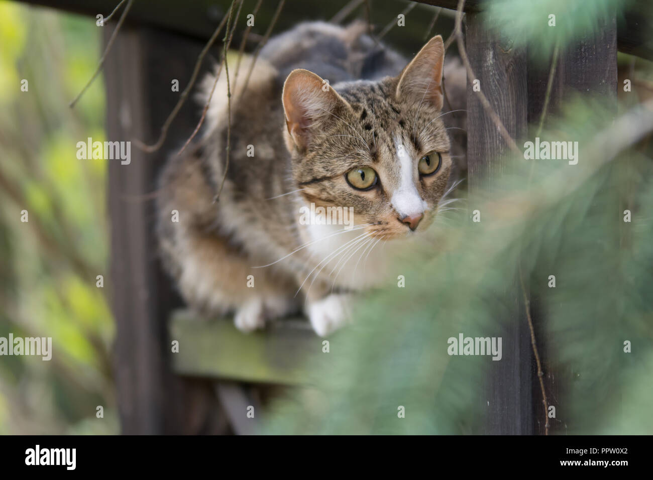Beige white and black cat sitting on a trellis and looking at something, curious Stock Photo
