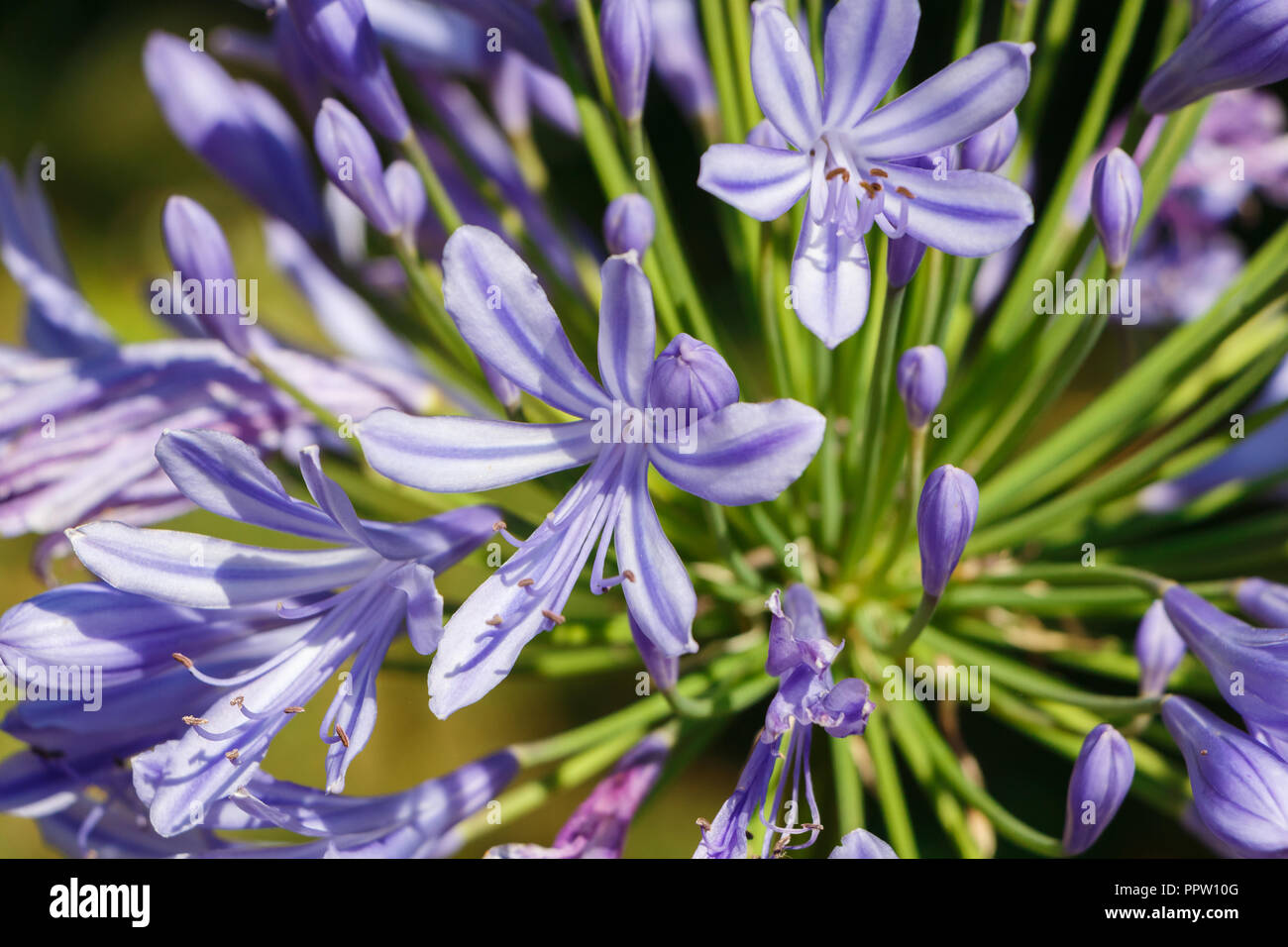 Purple agapanthus flower in a garden during summer Stock Photo