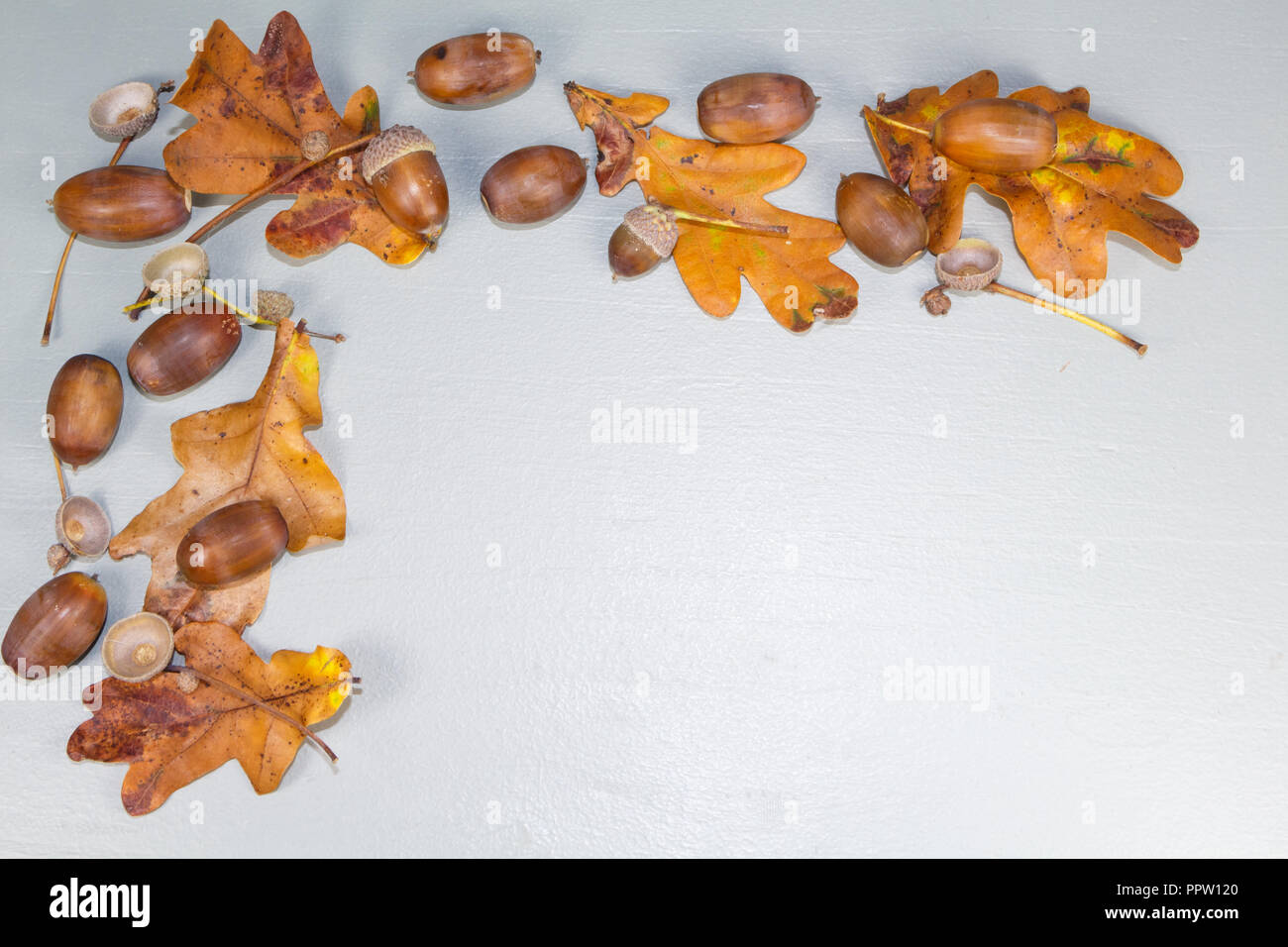 Acorns, dead leaves and cupules after harvesting during autumn Stock Photo