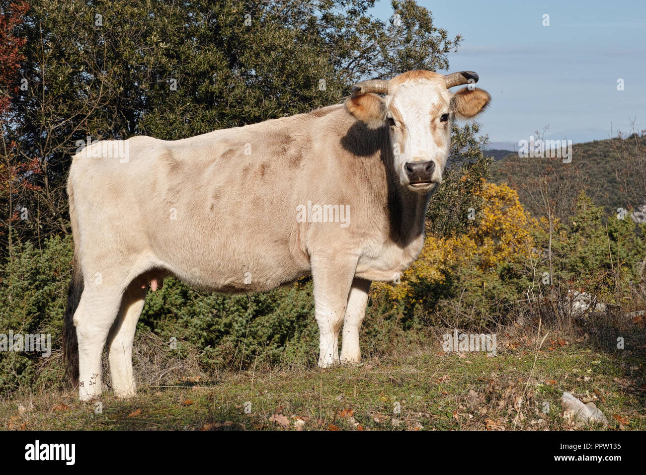 cattle in a mountain pasture Stock Photo - Alamy