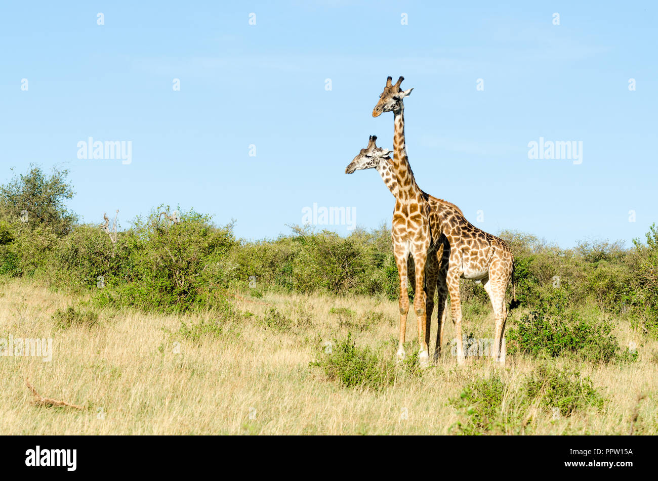 Masai giraffes in Maasai Mara National Reserve, Kenya Stock Photo - Alamy