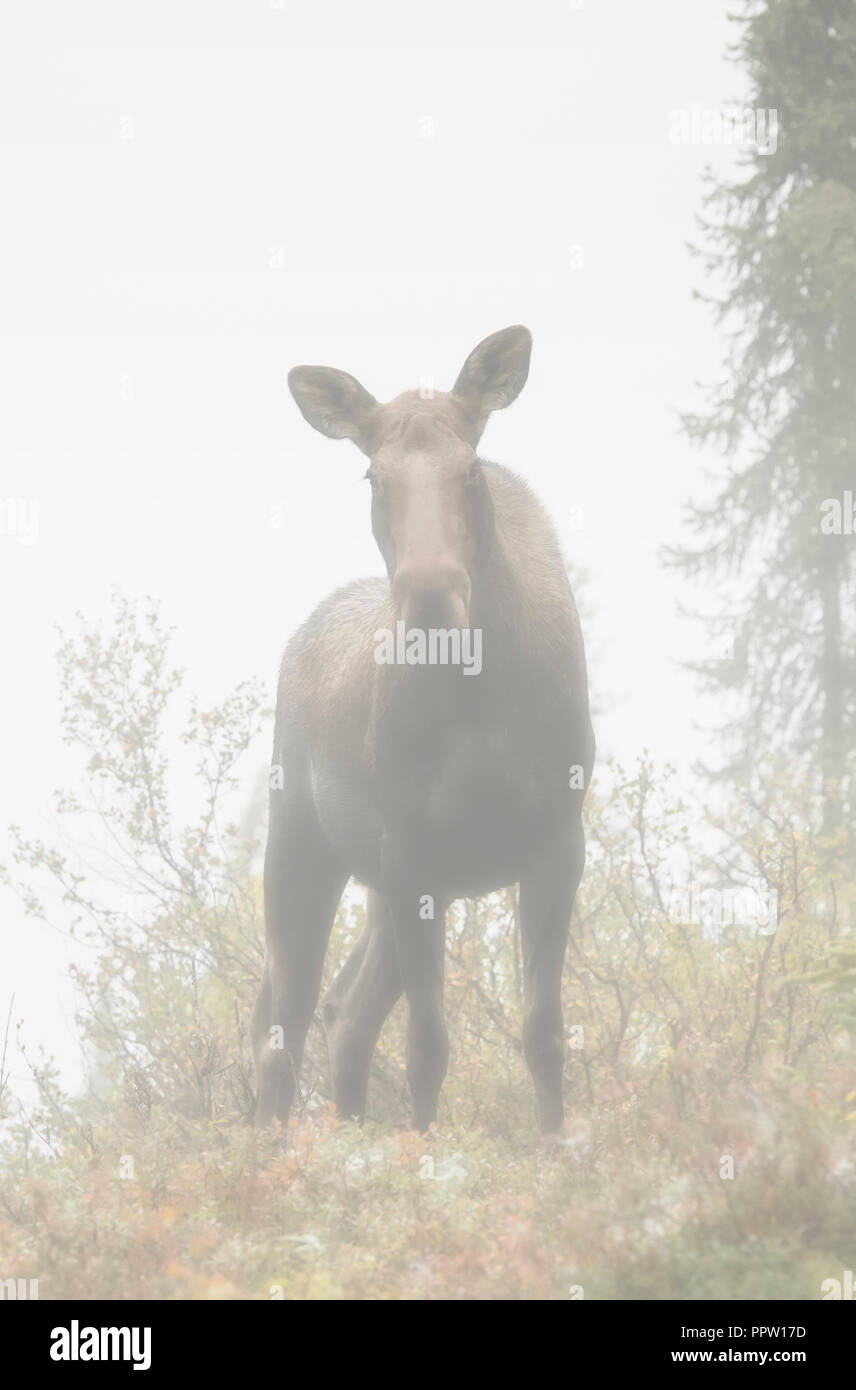 Moose in Fog, Autumn, Alaska Range Mountains, Alaska Stock Photo
