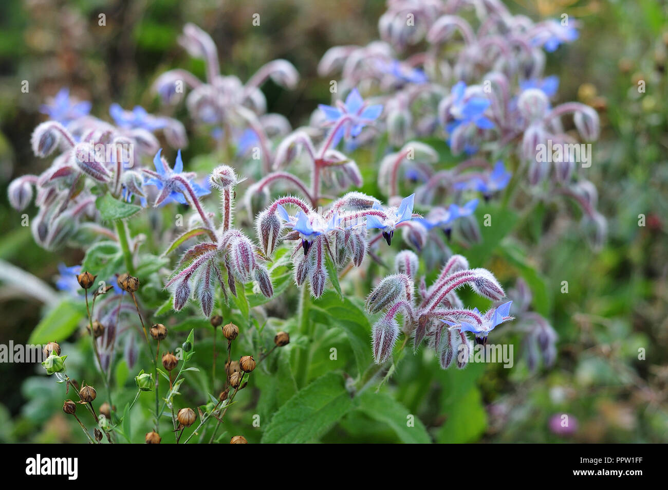 hairy borage plant on meadow with blue star shaped flowers Stock Photo