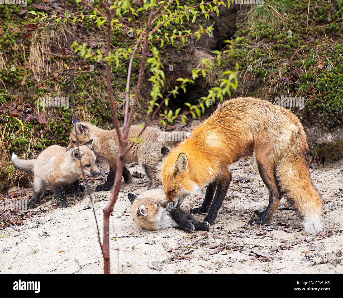Red Fox mother and a kits fox enjoying their surrounding Stock Photo